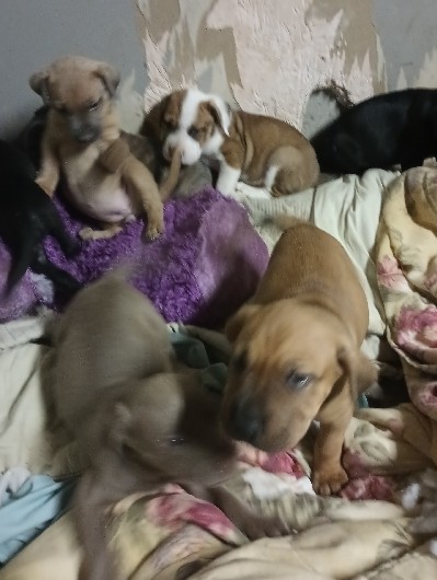 healthy baby puppies