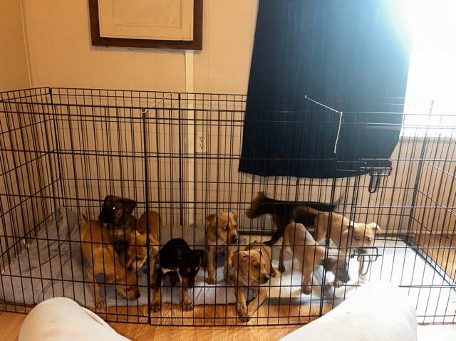 Labrador Retriever – Lab/Boxer Puppies