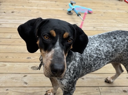 Bluetick Coonhound – Bluetick Coonhound – Baton Rouge
