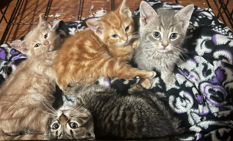 Kittens