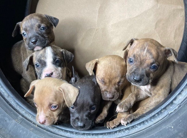 American Pit Bull Terrier – puppies