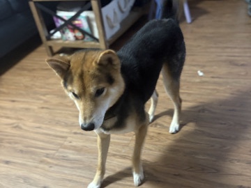 Shiba Inu – Shiba Inu Milo – Elmsford