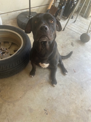 American Staffordshire Terrier – American Staffordshire Terrior FOR FREE