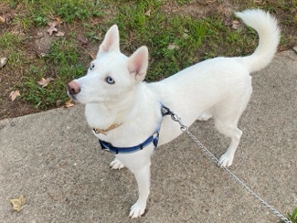 Siberian Husky – Going On Deployment! HELP.