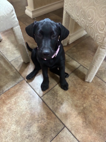 Labrador Retriever – Black Lab Female