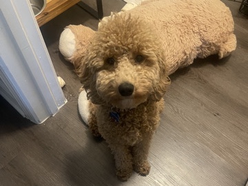 Poodle - mini poodle available for adoption in Columbia