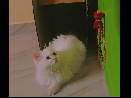 Ragdoll - Male rag doll cat  available for adoption in New Delhi