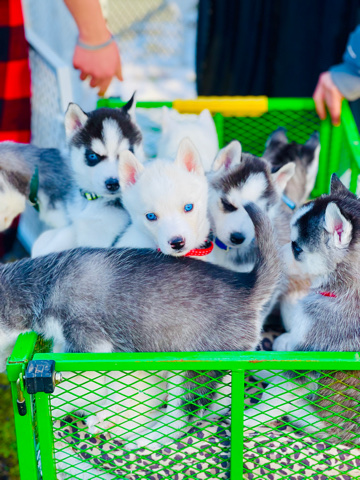 Siberian Husky β purebred siberian huskies puppys