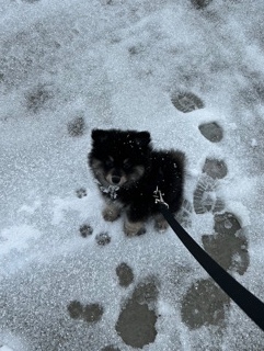 Pomeranian – Australian shepherd Pomeranian