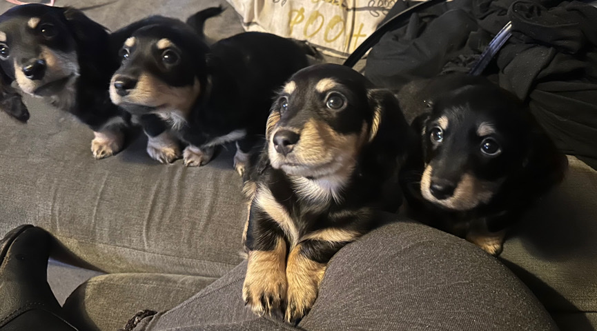 Dachshund – long haired miniature dachshund puppies for sale