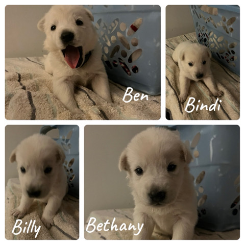 German Shepherd – White German shepherd