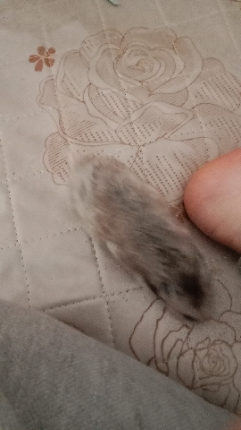 Any – Syrian hamster