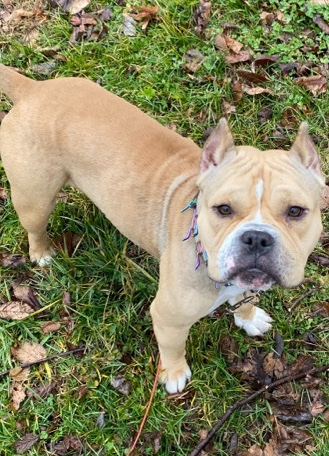American Bulldog – american bully