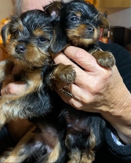 Yorkshire Terrier – pet yorkie