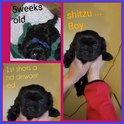 Shih Tzu – shitzu puppies