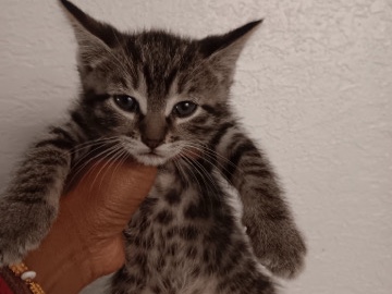 BABY KITTENS – Davie