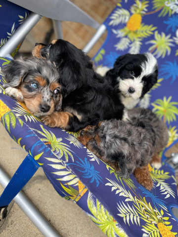 Cavapoo for sale