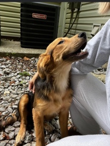 Labrador Retriever – lab shepherd mix