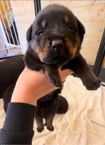 Rottweiler – Full-bred Champion Bloodline Rottweiler Puppies