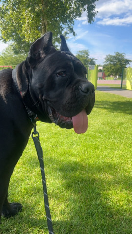 Cane Corso – 10 month old male Cane Corso for sale