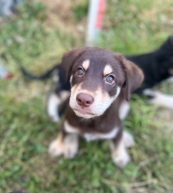 Siberian Husky – Huskey/ Weimaraner puppies
