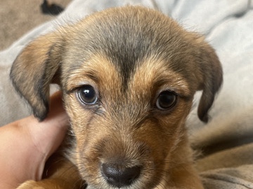 Puppy - Terrier Chihuahua Mix – San Tan Valley