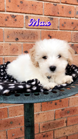 Maltese – {2 cute Maltese puppies for adoption}