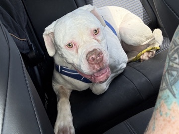 American Bulldog – American Bulldog mix – Fresno