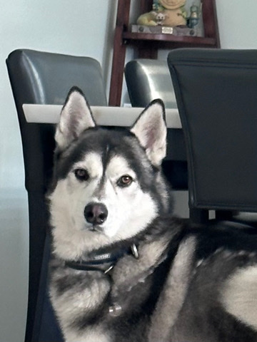 Siberian Husky – Smart Husky