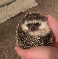 hedgehog – Hedgehog with Cage