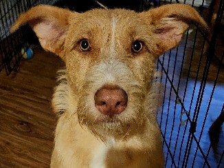 Terrier German Sheppard mix 6ish months old – Waco