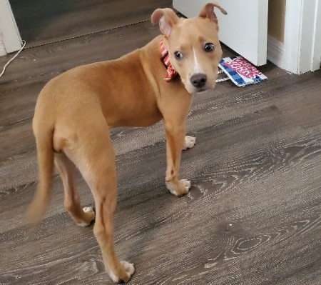 American Pit Bull Terrier – 10 month old Pitbull Puppy