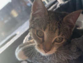 Ragdoll – schweren Herzens sucht unser Kater Loki ein neues Zushause – Cuxhaven