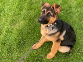 German Shepherd – German Shepherd Pup – New Lebanon