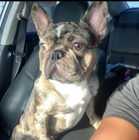 French Bulldog – Male Merle Frenchie Great price