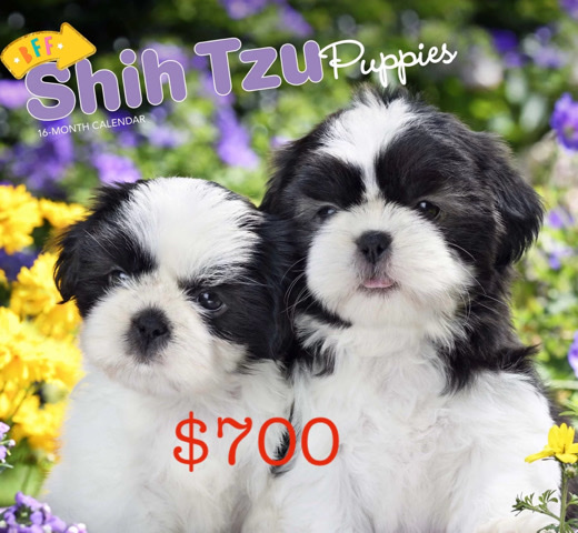 Shih Tzu – shih Tzus mix with teddy bears
