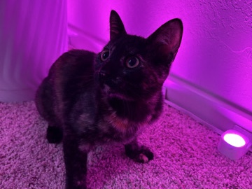 4 m/o Girl Tortishell (Spot) for ADOPTION – Medford