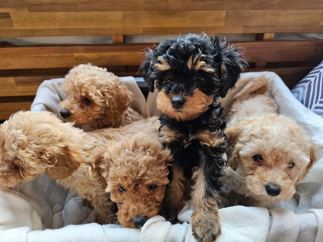 Miniature & Toy Poodle Puppies – Born 29 ***