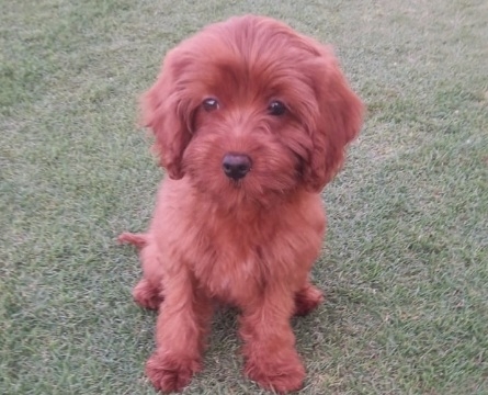Cavalier King Charles Spaniel – puppy
