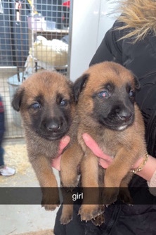 Belgian Shepherd Dog (Malinois) – Belgium malinois puppy’s