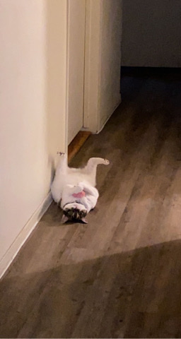 cat for sale