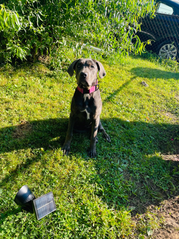 Cane Corso – good girl