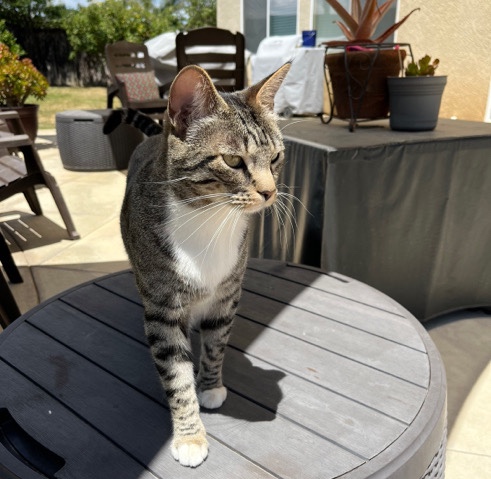 American Shorthair – Rehoming Cat