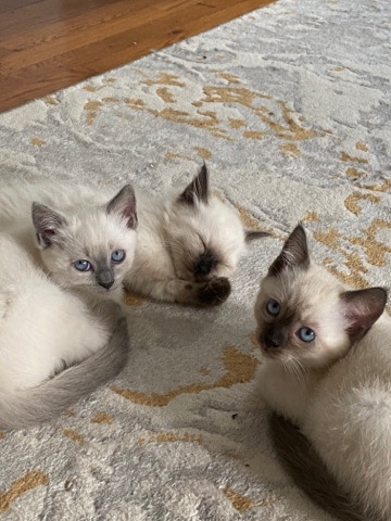 Ragdoll – Adoreable Ragdoll Siamese mix kittens
