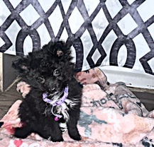 Pomeranian – runt Pomeranian