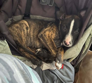 American Pit Bull Terrier – Pitbull shepherd