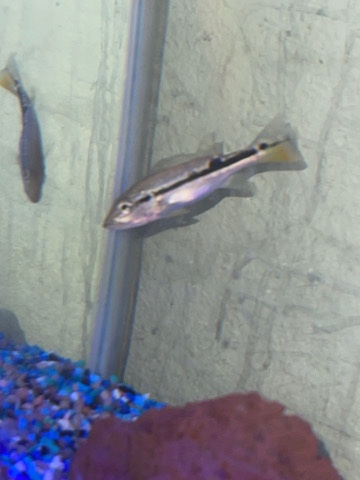 Pinima Peacock Bass