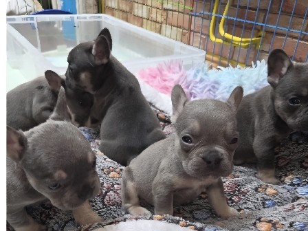 French Bulldog – stunning 6 blue tan french bulldog dog pups3 boys 3 girls – Rhymney