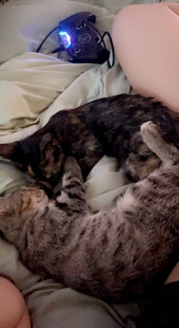 baby cats