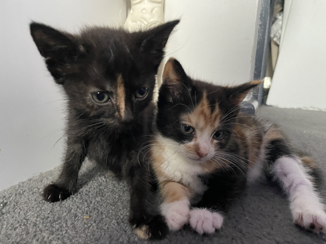 2 female kittens – Birmingham